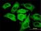 TIMELESS-interacting protein antibody, H00054962-M01, Novus Biologicals, Immunofluorescence image 