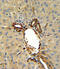 Annexin A5 antibody, abx032879, Abbexa, Immunohistochemistry paraffin image 