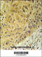 Wnt Family Member 5A antibody, 62-006, ProSci, Immunohistochemistry frozen image 