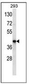 Olfactory Receptor Family 10 Subfamily J Member 3 antibody, AP53010PU-N, Origene, Western Blot image 