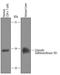 Sulfotransferase Family 1B Member 1 antibody, AF5959, R&D Systems, Western Blot image 