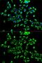 Peroxiredoxin 3 antibody, GTX32778, GeneTex, Immunofluorescence image 
