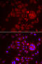 Serine Peptidase Inhibitor, Kunitz Type 1 antibody, 22-201, ProSci, Immunofluorescence image 