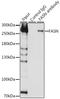 FAS antibody, LS-B16463, Lifespan Biosciences, Immunoprecipitation image 