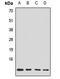 Translocase Of Inner Mitochondrial Membrane 10 antibody, LS-C668425, Lifespan Biosciences, Western Blot image 