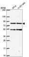HEAT Repeat Containing 3 antibody, HPA058579, Atlas Antibodies, Western Blot image 