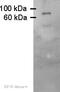 Sirtuin 1 antibody, ab12193, Abcam, Western Blot image 