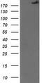 SNF2 Histone Linker PHD RING Helicase antibody, M08323, Boster Biological Technology, Western Blot image 