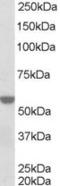 Retinoid X Receptor Alpha antibody, LS-C20207, Lifespan Biosciences, Western Blot image 