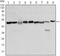 Forkhead Box D3 antibody, MA5-15731, Invitrogen Antibodies, Western Blot image 