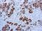 Proopiomelanocortin antibody, GTX73794, GeneTex, Immunohistochemistry paraffin image 