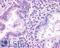 Thromboxane A2 Receptor antibody, LS-A1280, Lifespan Biosciences, Immunohistochemistry paraffin image 