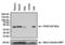 Paired Box 5 antibody, GTX54532, GeneTex, Western Blot image 