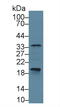 Caspase 6 antibody, MBS2001548, MyBioSource, Western Blot image 