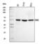Chromobox 2 antibody, A06356-2, Boster Biological Technology, Western Blot image 