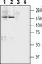 Neurexin-1 antibody, PA5-77520, Invitrogen Antibodies, Western Blot image 