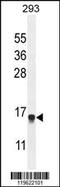 ENSA antibody, MBS9213170, MyBioSource, Western Blot image 