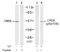 CAMP Responsive Element Binding Protein 1 antibody, AP02518PU-N, Origene, Western Blot image 