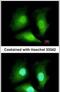 Acireductone Dioxygenase 1 antibody, PA5-31217, Invitrogen Antibodies, Immunofluorescence image 