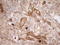 Protein C Receptor antibody, LS-C796954, Lifespan Biosciences, Immunohistochemistry paraffin image 