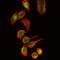 Tubulin antibody, M05613-4, Boster Biological Technology, Immunofluorescence image 