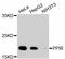 Peptidylprolyl Isomerase B antibody, STJ112951, St John