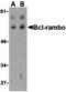 BCL2 Like 13 antibody, MBS151034, MyBioSource, Western Blot image 