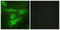 TNF Receptor Superfamily Member 4 antibody, LS-C199670, Lifespan Biosciences, Immunofluorescence image 