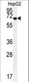 Kelch Like ECH Associated Protein 1 antibody, LS-C165470, Lifespan Biosciences, Western Blot image 