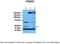 Protein Arginine Methyltransferase 8 antibody, NBP1-55401, Novus Biologicals, Western Blot image 
