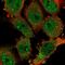 Coiled-Coil Domain Containing 159 antibody, HPA054655, Atlas Antibodies, Immunofluorescence image 