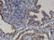 Proline Dehydrogenase 1 antibody, LS-C133931, Lifespan Biosciences, Immunohistochemistry frozen image 