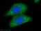 Arginase 1 antibody, 16001-1-AP, Proteintech Group, Immunofluorescence image 
