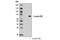 Lamin B2 antibody, 13823S, Cell Signaling Technology, Western Blot image 