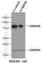 Hydroxyacyl-CoA Dehydrogenase Trifunctional Multienzyme Complex Subunit Alpha antibody, 60250-1-Ig, Proteintech Group, Western Blot image 