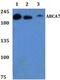 ATP Binding Cassette Subfamily A Member 7 antibody, PA5-75910, Invitrogen Antibodies, Western Blot image 