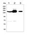CD13 antibody, A02591-3, Boster Biological Technology, Western Blot image 
