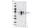 Nuclear Receptor Subfamily 4 Group A Member 1 antibody, 3960T, Cell Signaling Technology, Western Blot image 