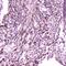 Interleukin-36 alpha antibody, A09802-3, Boster Biological Technology, Immunohistochemistry paraffin image 