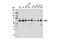 ZBP1 antibody, 8482S, Cell Signaling Technology, Western Blot image 