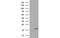 Tetratricopeptide Repeat Domain 32 antibody, MBS832071, MyBioSource, Western Blot image 