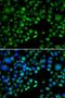 Thioredoxin domain-containing protein 5 antibody, LS-C749166, Lifespan Biosciences, Immunofluorescence image 