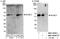 RuvB Like AAA ATPase 2 antibody, NBP1-40354, Novus Biologicals, Western Blot image 