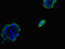 Farnesyl-Diphosphate Farnesyltransferase 1 antibody, LS-B15233, Lifespan Biosciences, Immunofluorescence image 