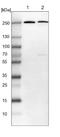 U5 small nuclear ribonucleoprotein 200 kDa helicase antibody, NBP1-90086, Novus Biologicals, Western Blot image 