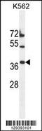 Transmembrane Protein 150B antibody, 55-823, ProSci, Western Blot image 