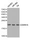 p21 antibody, STJ29794, St John