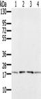 PRA1 Domain Family Member 2 antibody, TA351614, Origene, Western Blot image 