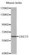 Cell Division Cycle 73 antibody, abx000790, Abbexa, Western Blot image 