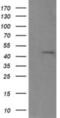 Ring Finger Protein 39 antibody, NBP2-45962, Novus Biologicals, Western Blot image 
